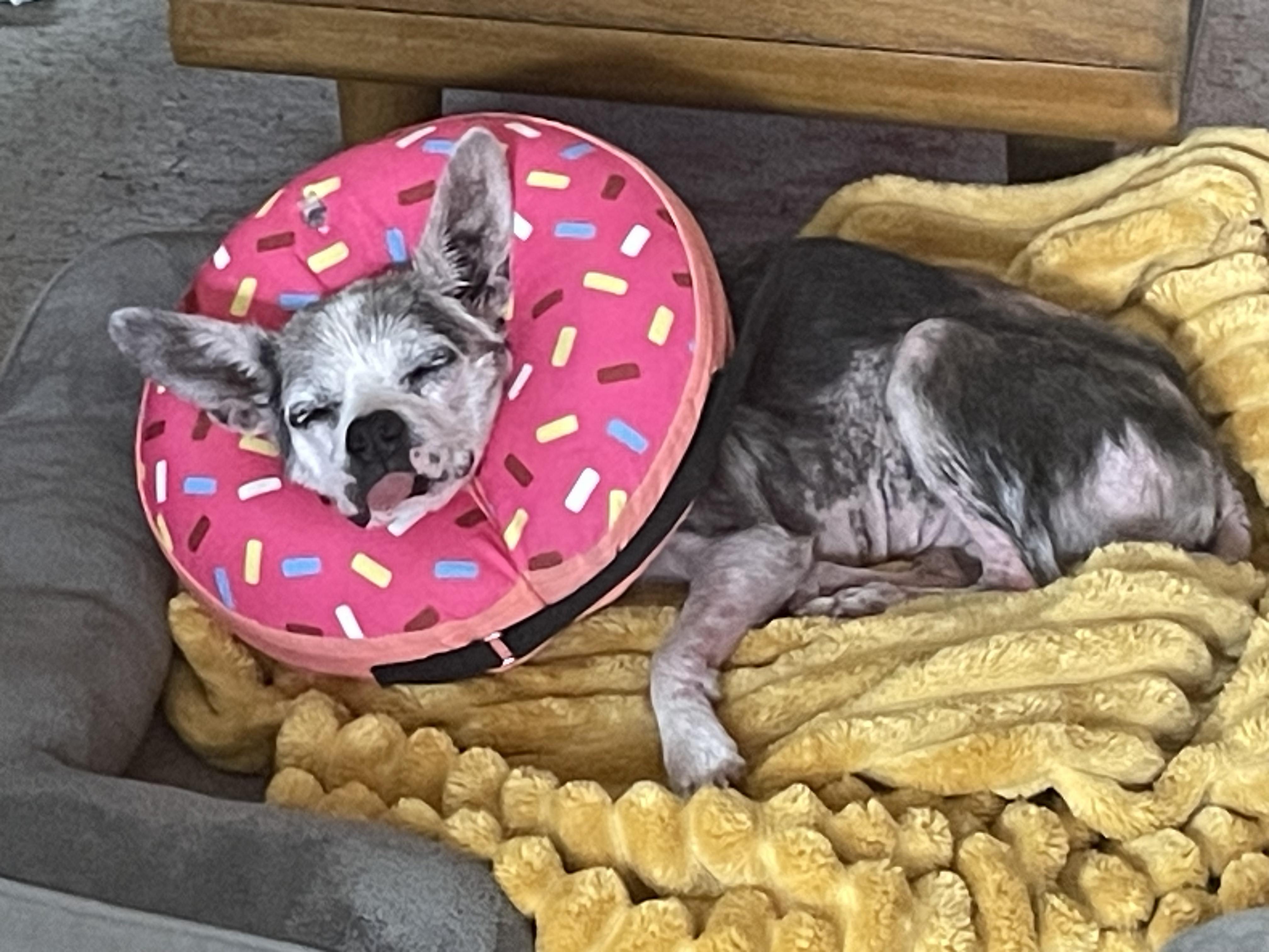 Tango, a ADOPTABLE mixed breed in Sheridan, OR image 2/6