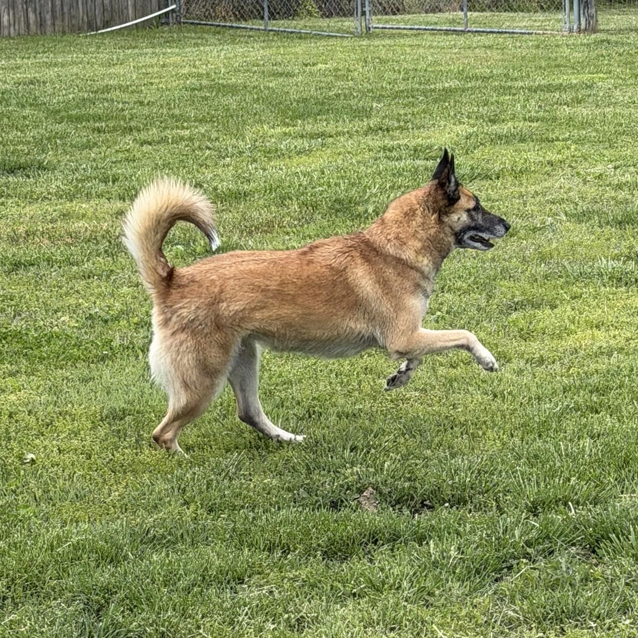 Enlarge Nova, a Adoptable mixed breed in Sewaren, NJ image 1/6