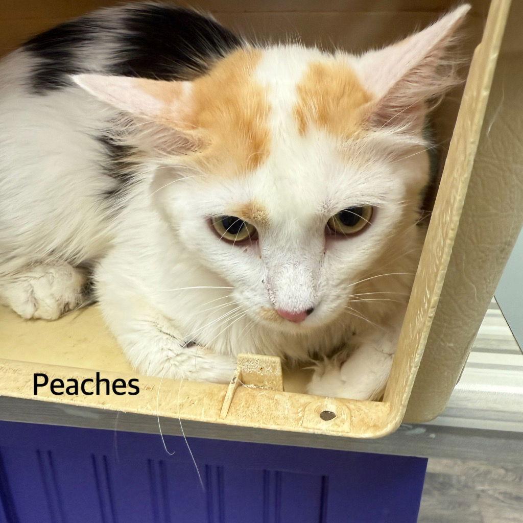 Peaches, a Adoptable Domestic Short Hair in Saint George, UT image 1/2