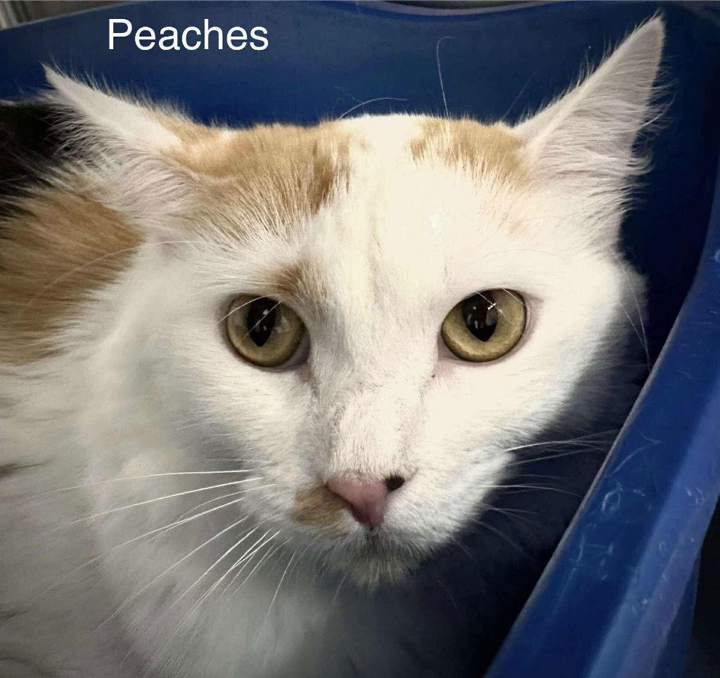 Peaches, a Adoptable Domestic Short Hair in Saint George, UT image 2/2
