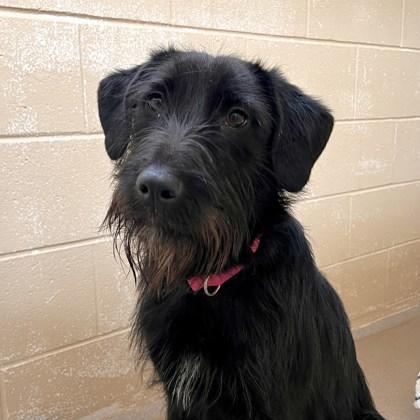 Jade — thumbnail 3