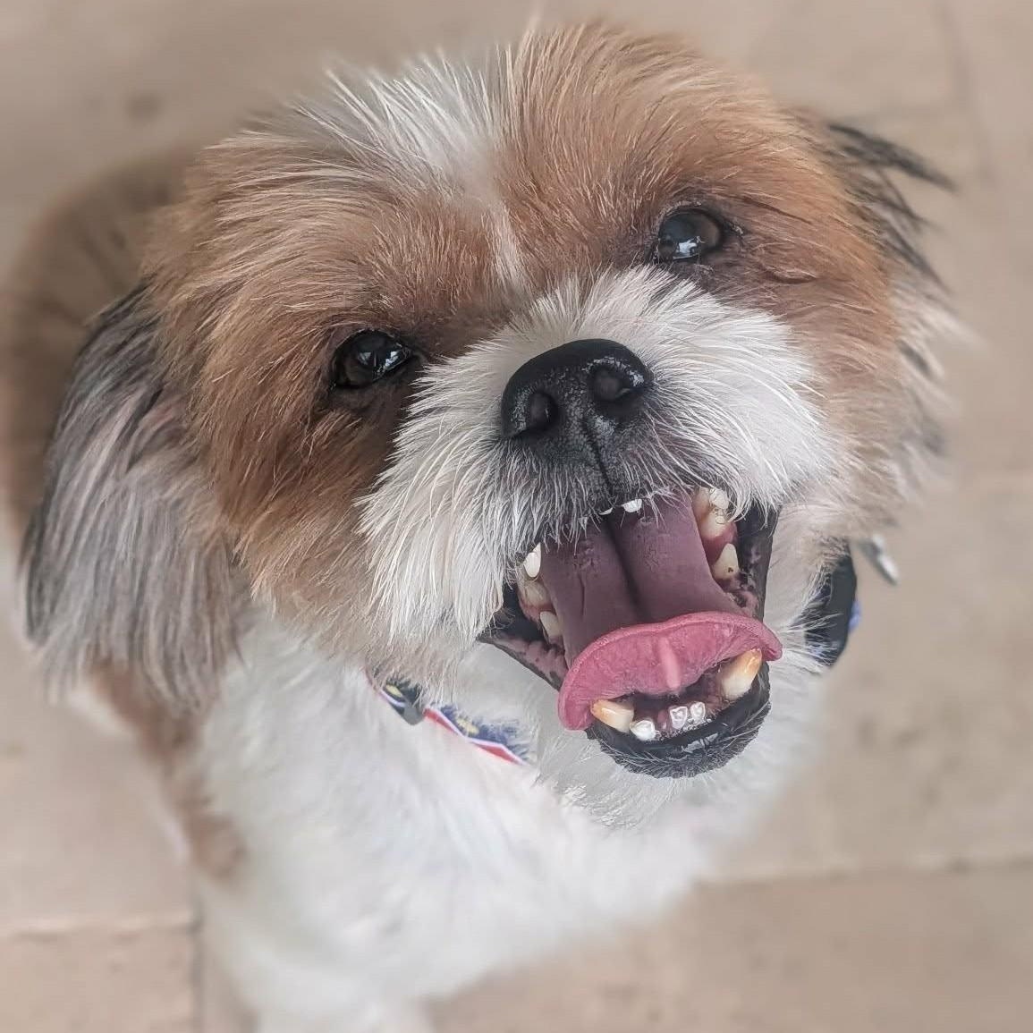 TREX, adopted, Adult Male Shih Tzu.