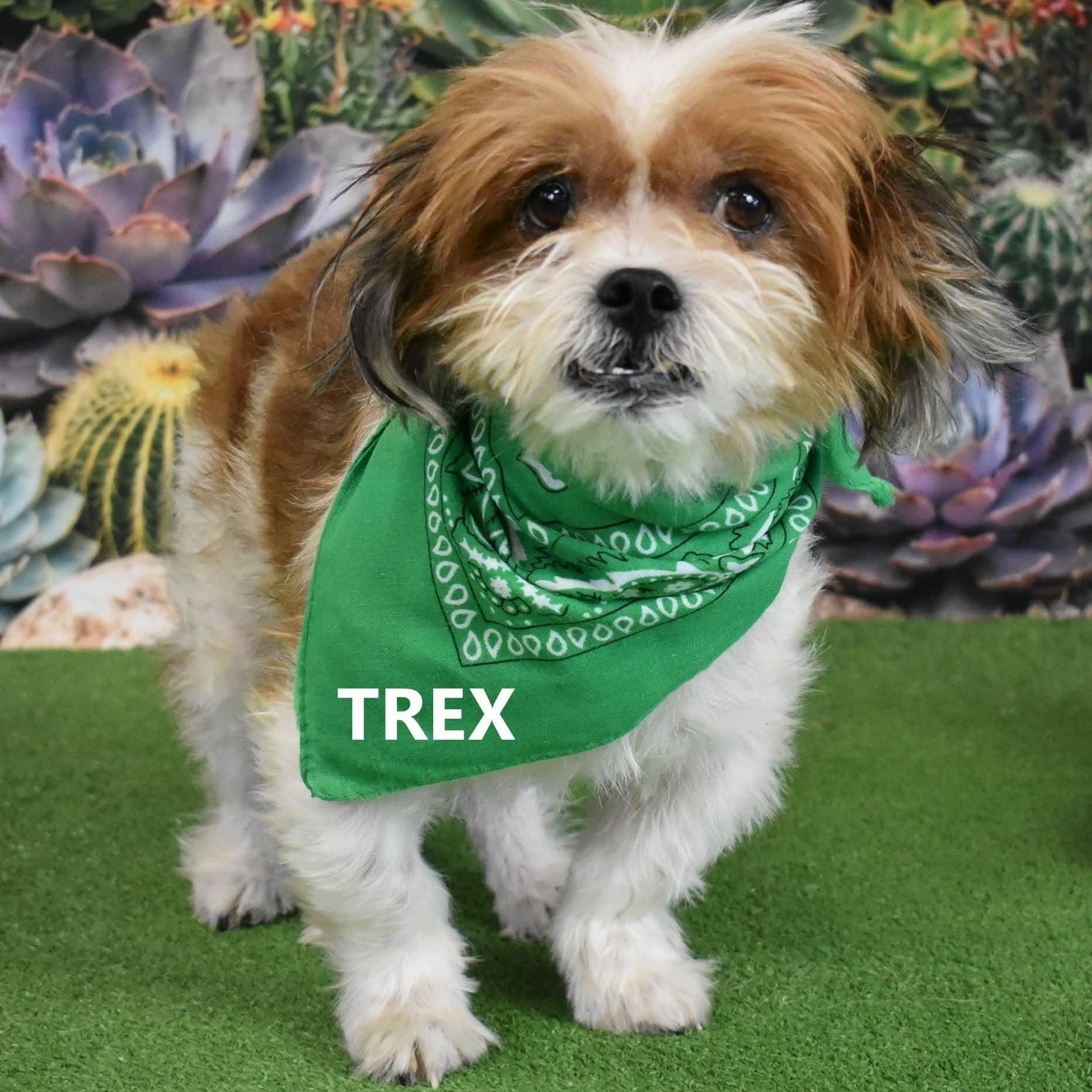 Enlarge TREX, an adopted mixed breed in Marana, AZ image 3/3