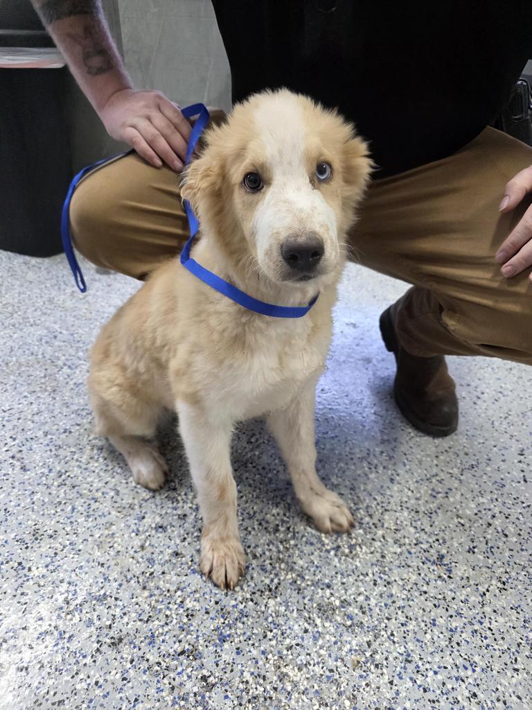Monsieur Meatball, Adoptable, Puppy Male Great Pyrenees & Mixed Breed.