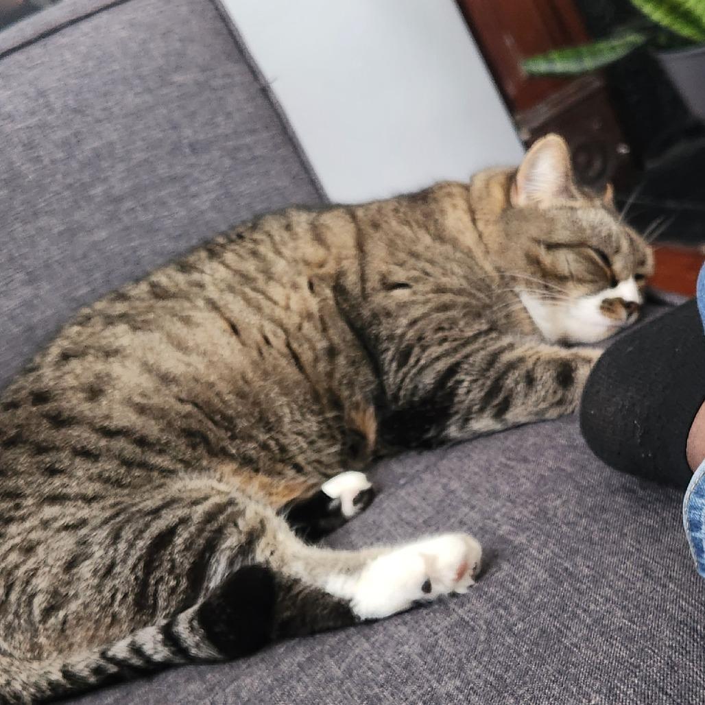 Smokie — thumbnail 2