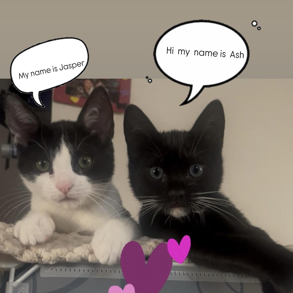 Enlarge Ash and Jasper, a Adopted Domestic Short Hair in LAWNDALE, CA image 2/3