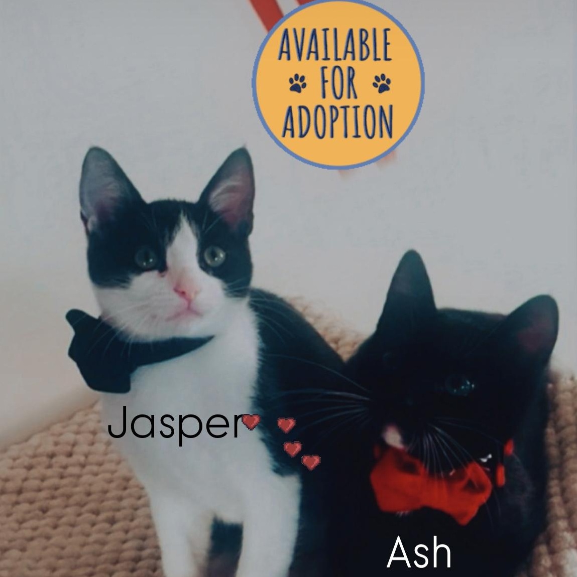 Enlarge Ash and Jasper, a Adopted Domestic Short Hair in LAWNDALE, CA image 3/3