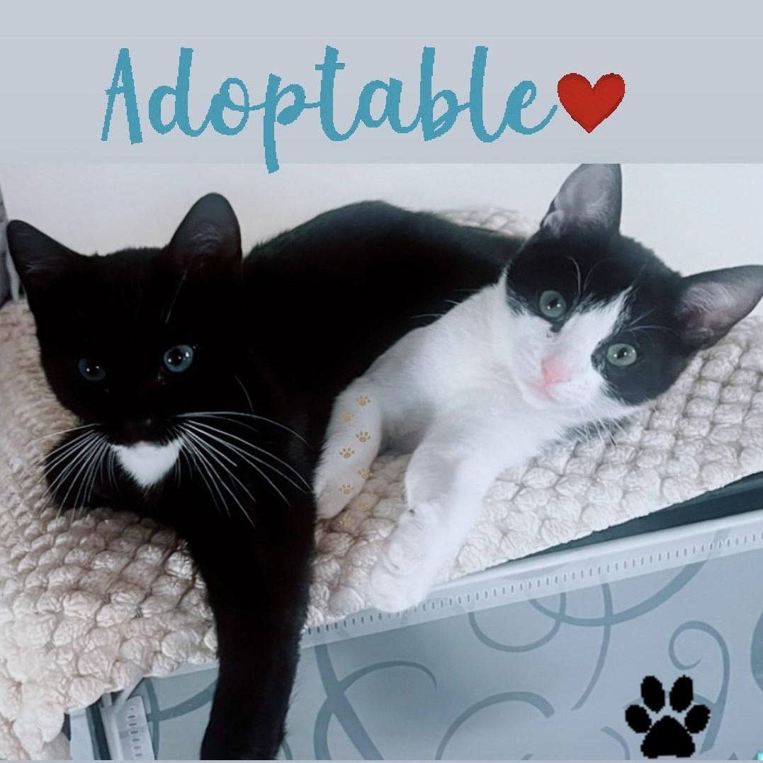 Enlarge Ash and Jasper, a Adopted Domestic Short Hair in LAWNDALE, CA image 1/3