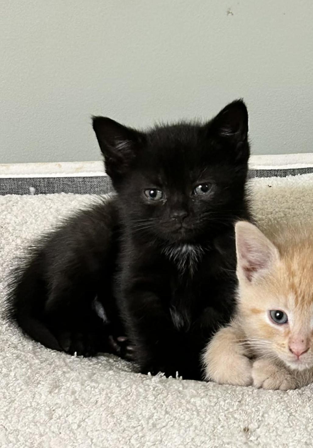 Chips, ADOPTABLE, Kitten Male Domestic Short Hair.