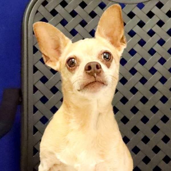 Jax, Adoptable, Senior Male Chihuahua.