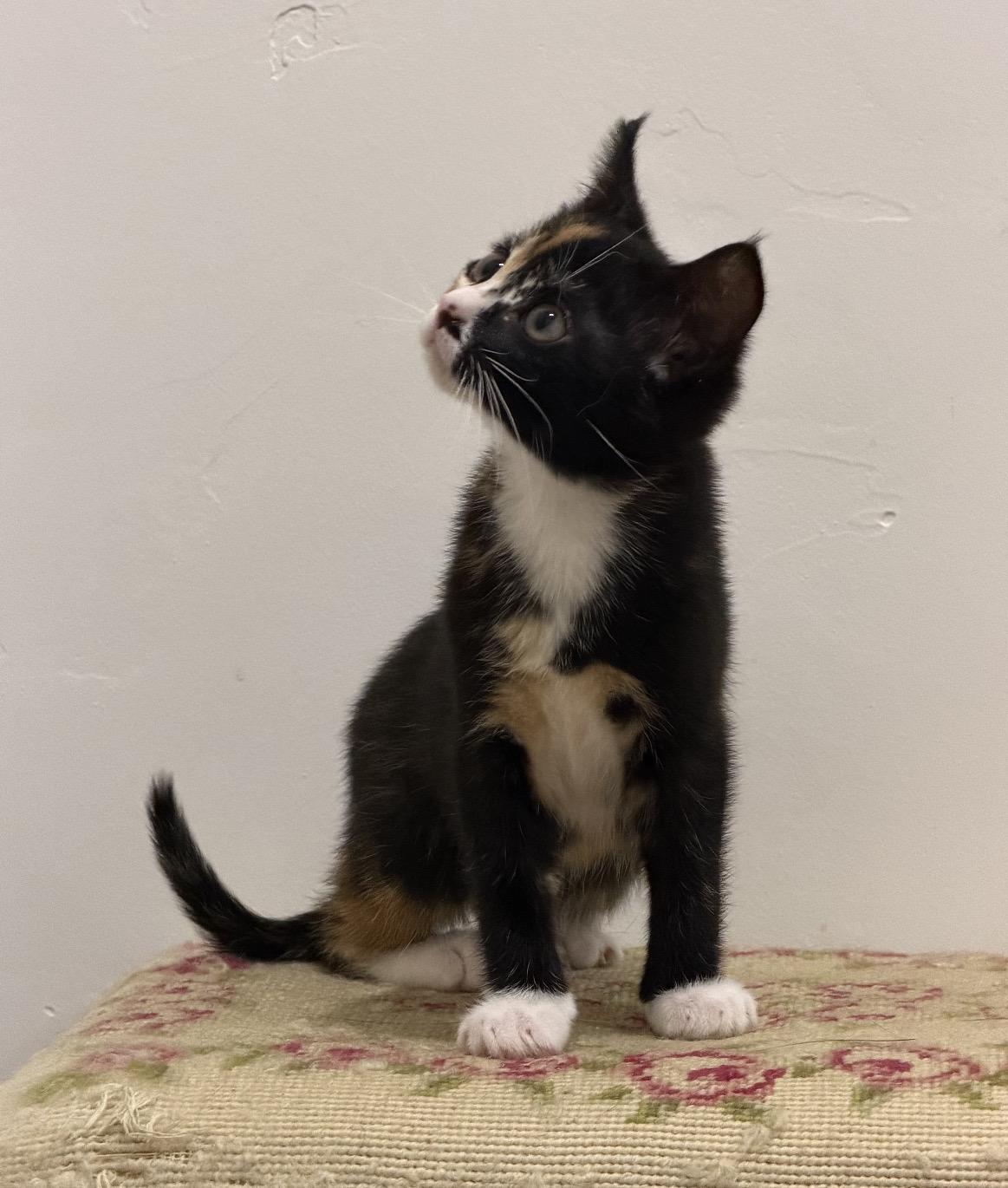 Enlarge Pippa, a ADOPTABLE Calico in San Diego, CA image 2/3