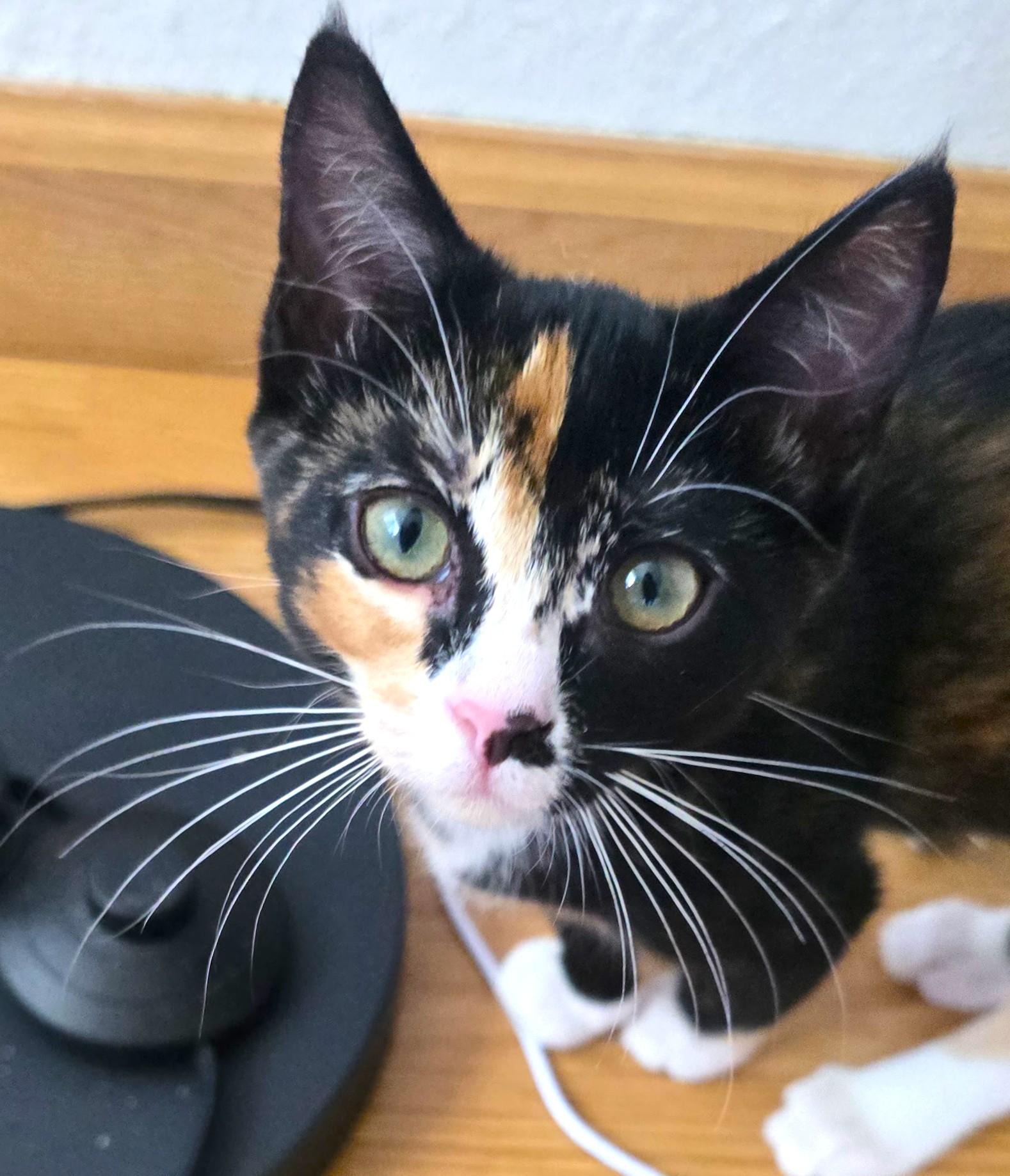 Pippa, a ADOPTABLE Calico in San Diego, CA image 3/4
