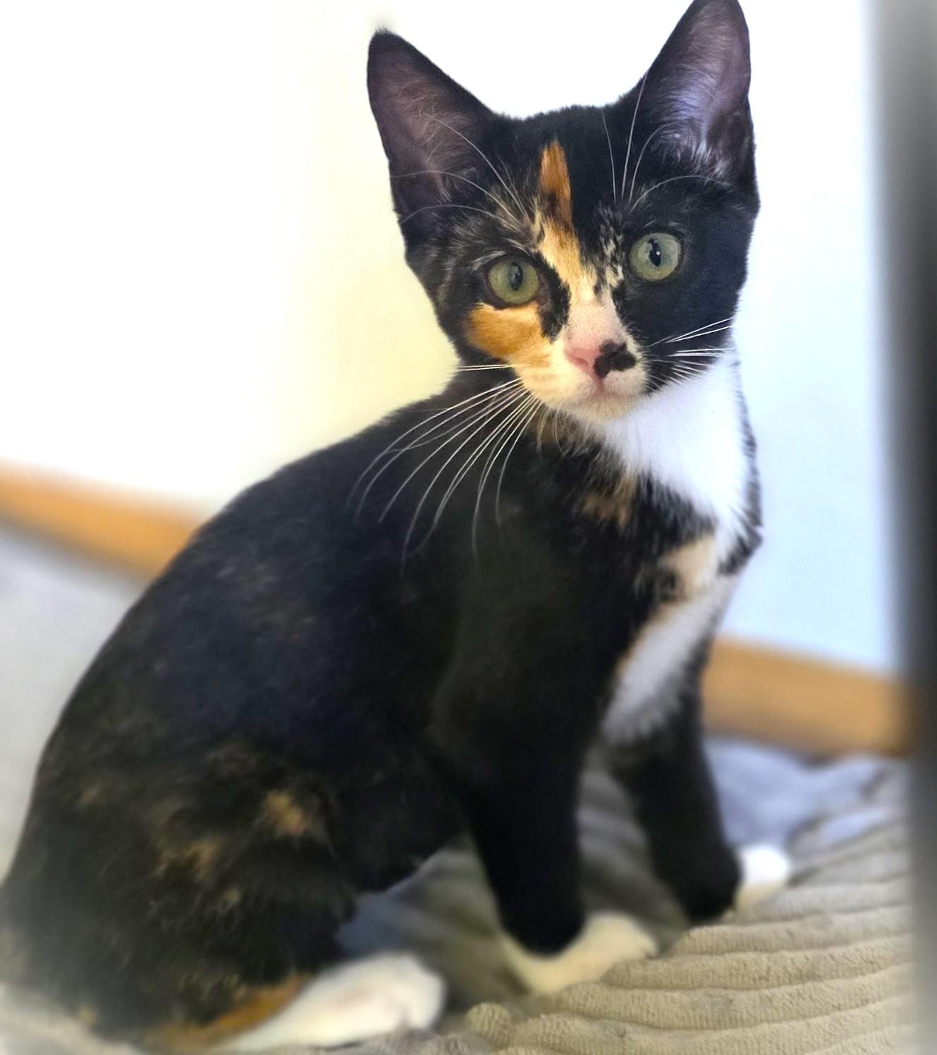 Pippa, ADOPTABLE, Kitten Female Calico.