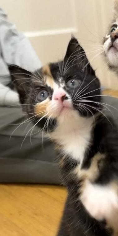 Pippa, ADOPTABLE, Kitten Female Calico.