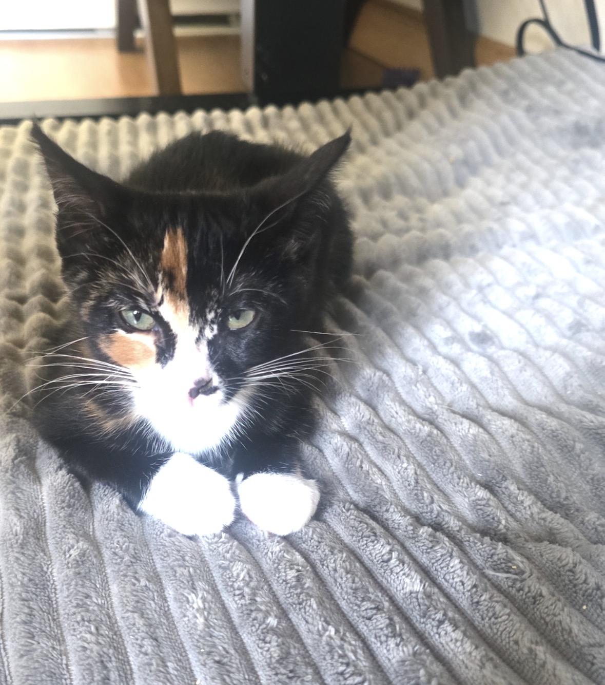 Enlarge Pippa, a ADOPTABLE Calico in San Diego, CA image 3/3
