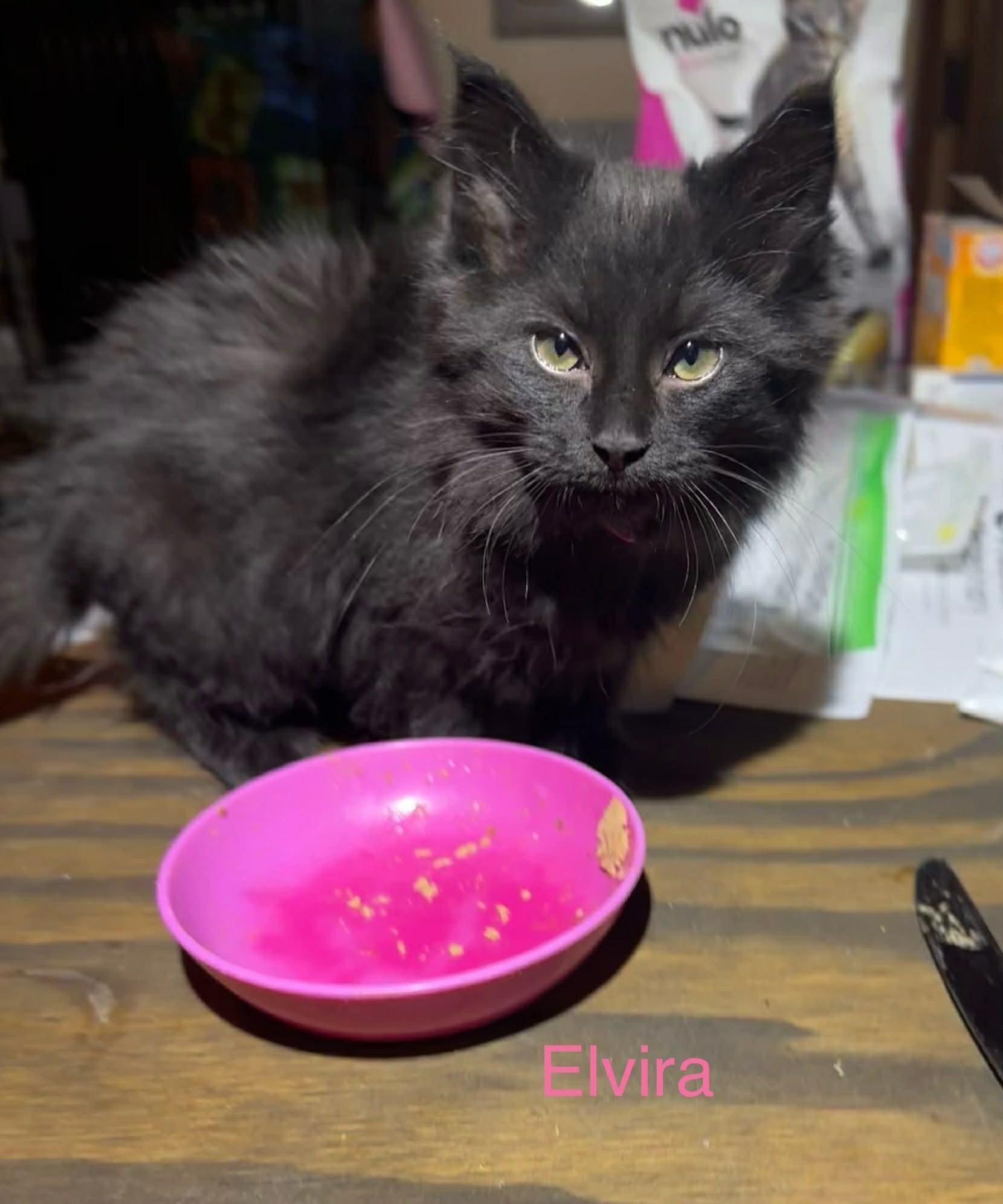 Elvira, adopted, Kitten Female Domestic Long Hair.
