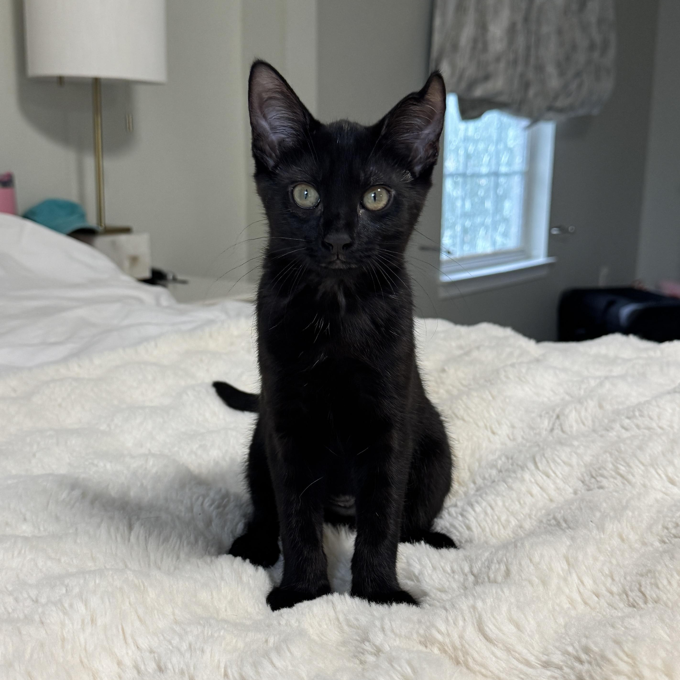 Panther, Adoptable, Kitten Female Domestic Short Hair.