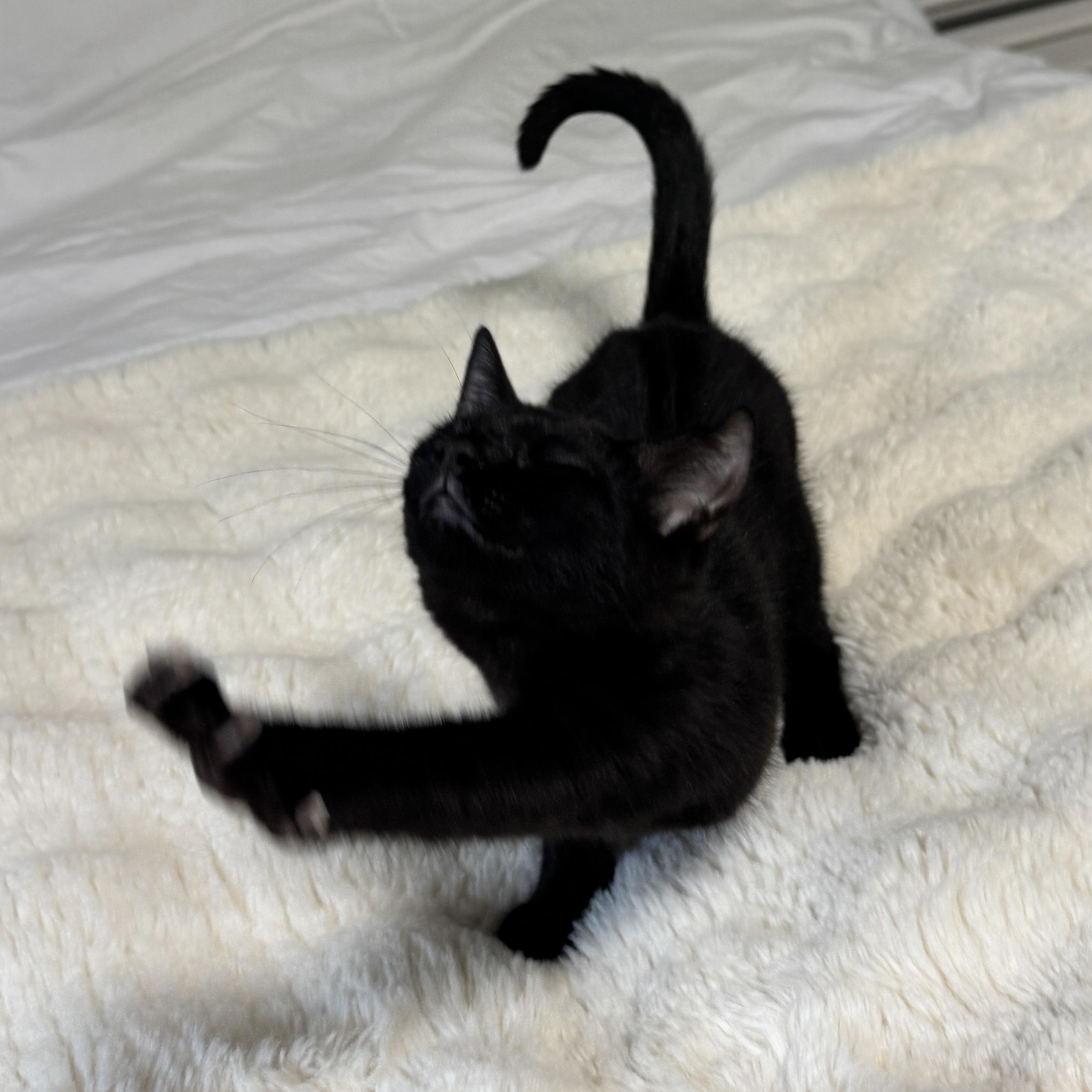 Panther, a Adoptable Domestic Short Hair in Woodbridge, VA image 3/4
