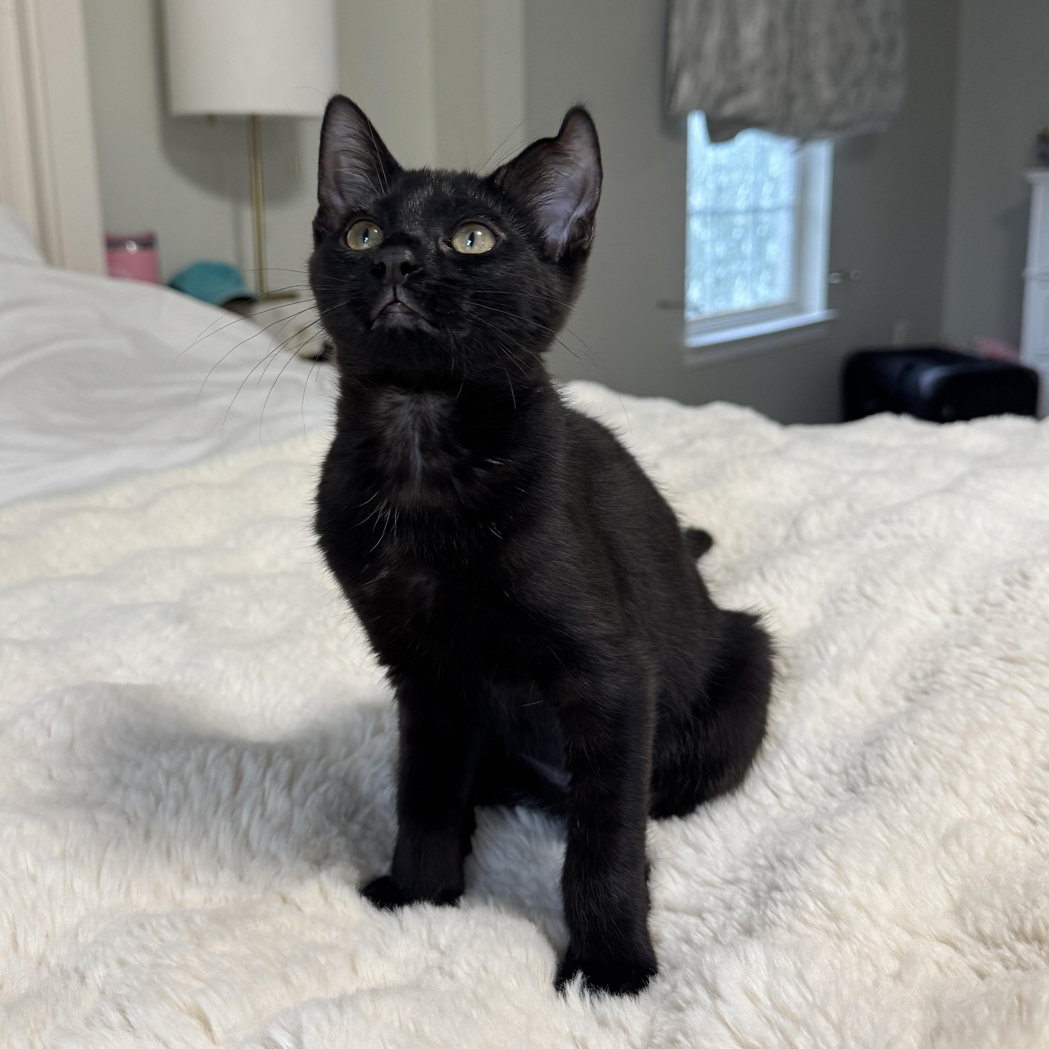 Panther, a Adoptable Domestic Short Hair in Woodbridge, VA image 2/4