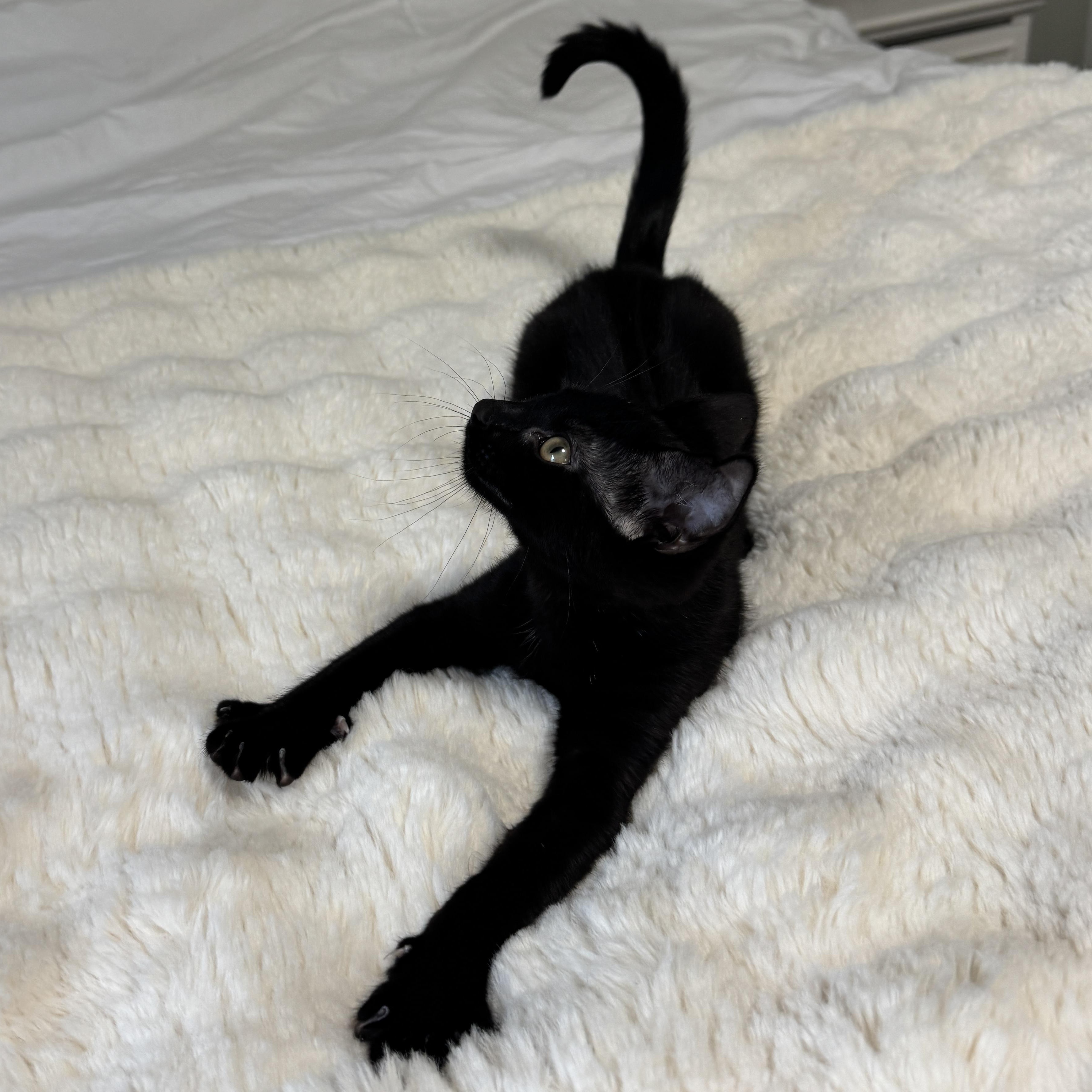 Panther, a Adoptable Domestic Short Hair in Woodbridge, VA image 4/4