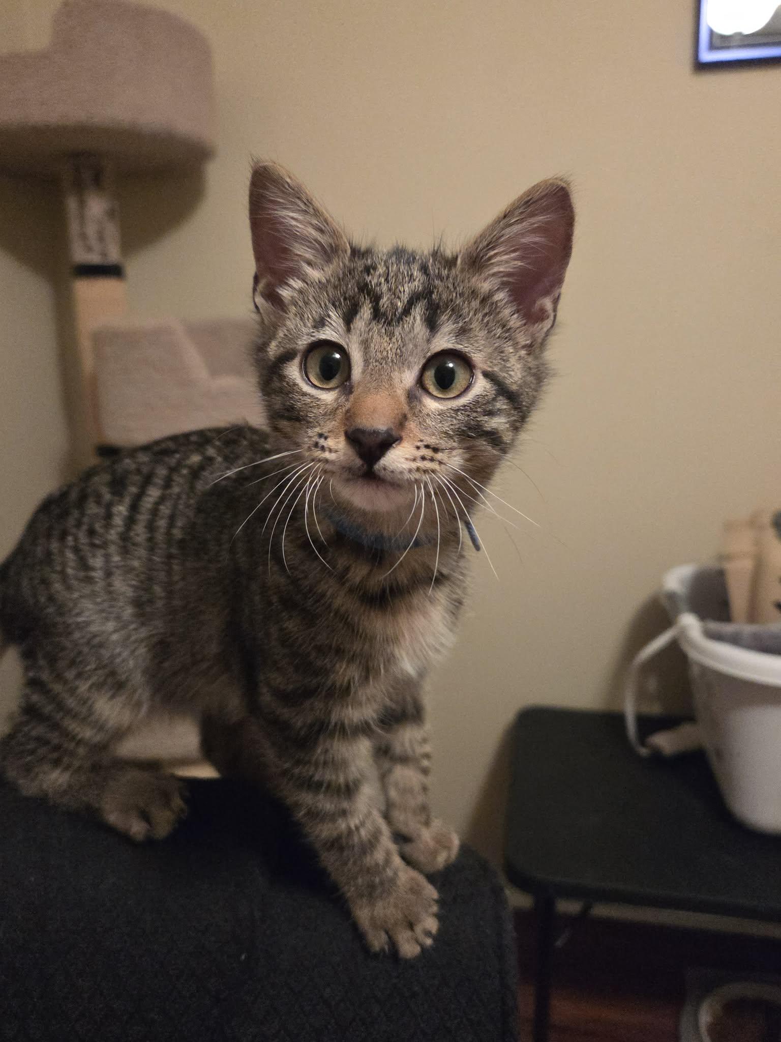 Enlarge Fagin Foxworth , a Adoptable Tabby in Phoenix, AZ image 2/2