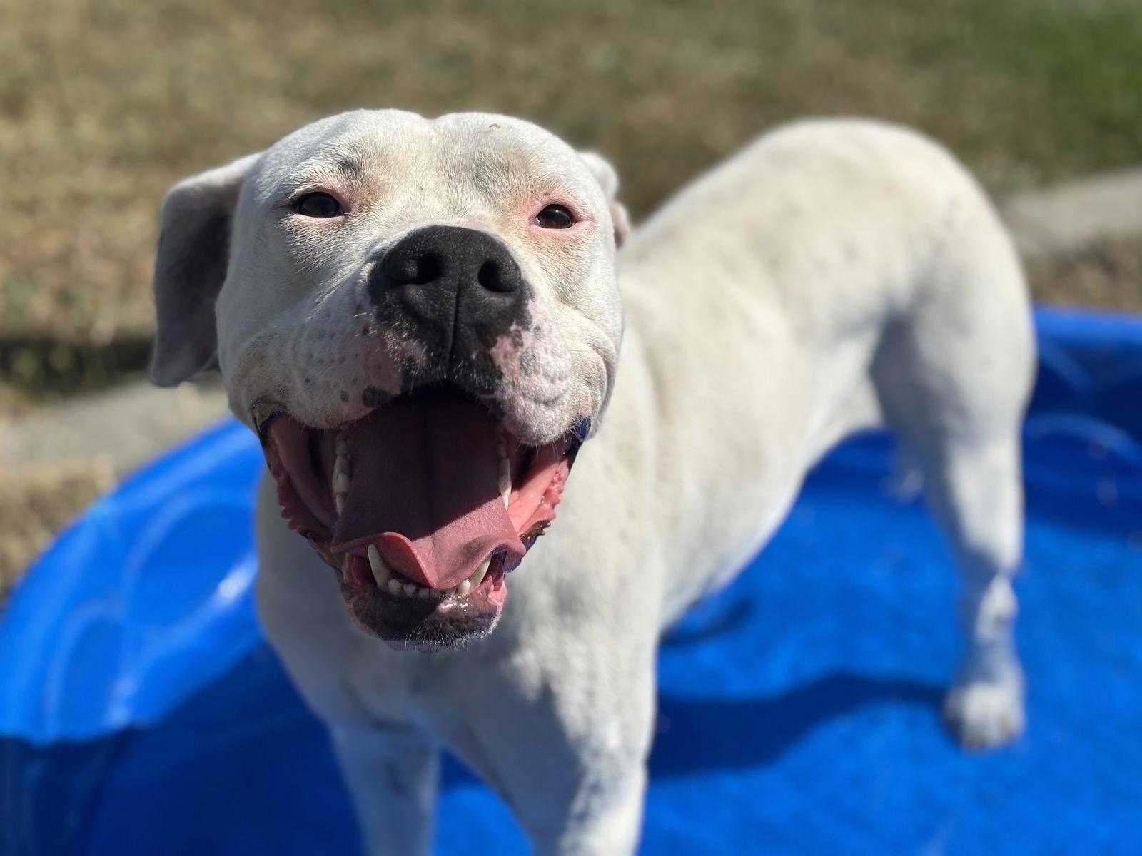 Laney, Adoptable, Adult Female Dogo Argentino.
