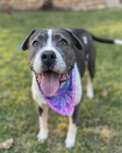 Pearl $85 Fostered, Adoptable, Senior Female Pit Bull Terrier & Mixed Breed.