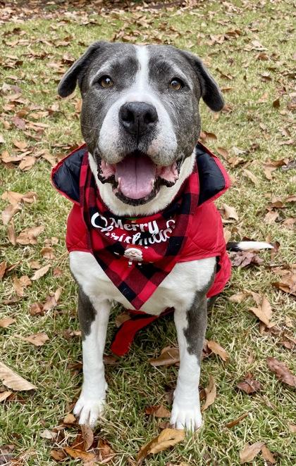 Pearl $85 Fostered, Adoptable, Senior Female Pit Bull Terrier & Mixed Breed.