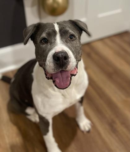 Pearl $85 Fostered, Adoptable, Senior Female Pit Bull Terrier & Mixed Breed.