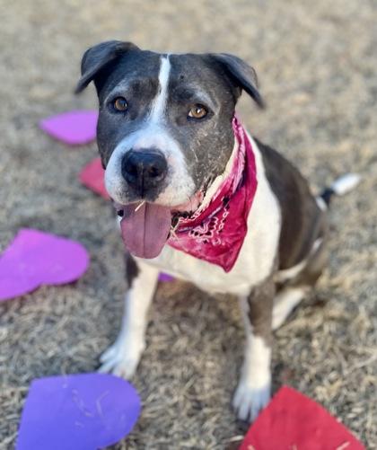 Enlarge Pearl $85 Fostered, a Adoptable mixed breed in Seneca, SC image 1/3