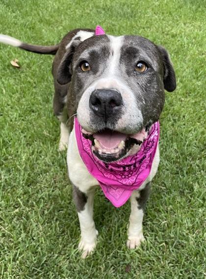 Enlarge Pearl $85 Fostered, a Adoptable mixed breed in Seneca, SC image 2/3