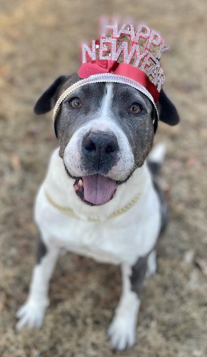 Pearl $85 Fostered, Adoptable, Senior Female Pit Bull Terrier & Mixed Breed.