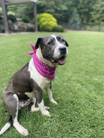 Enlarge Pearl $85 Fostered, a Adoptable mixed breed in Seneca, SC image 2/3