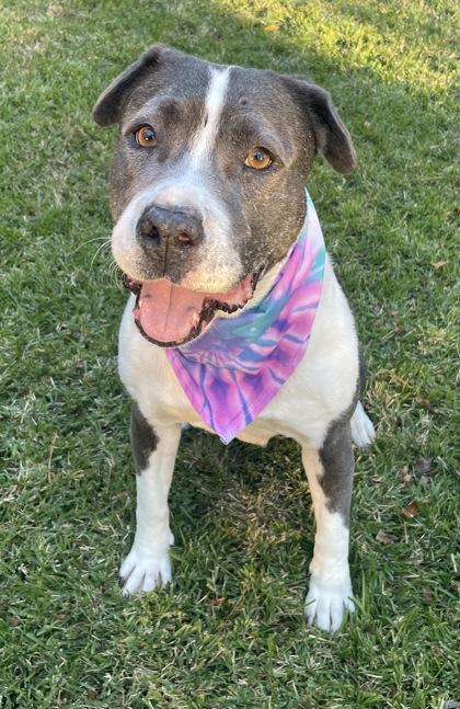 Pearl $85 Fostered, Adoptable, Senior Female Pit Bull Terrier & Mixed Breed.