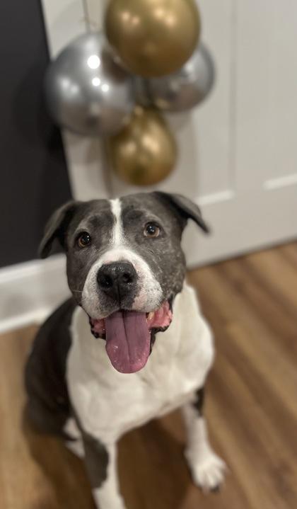 Pearl $85 Fostered, a Adoptable mixed breed in Seneca, SC image 3/3