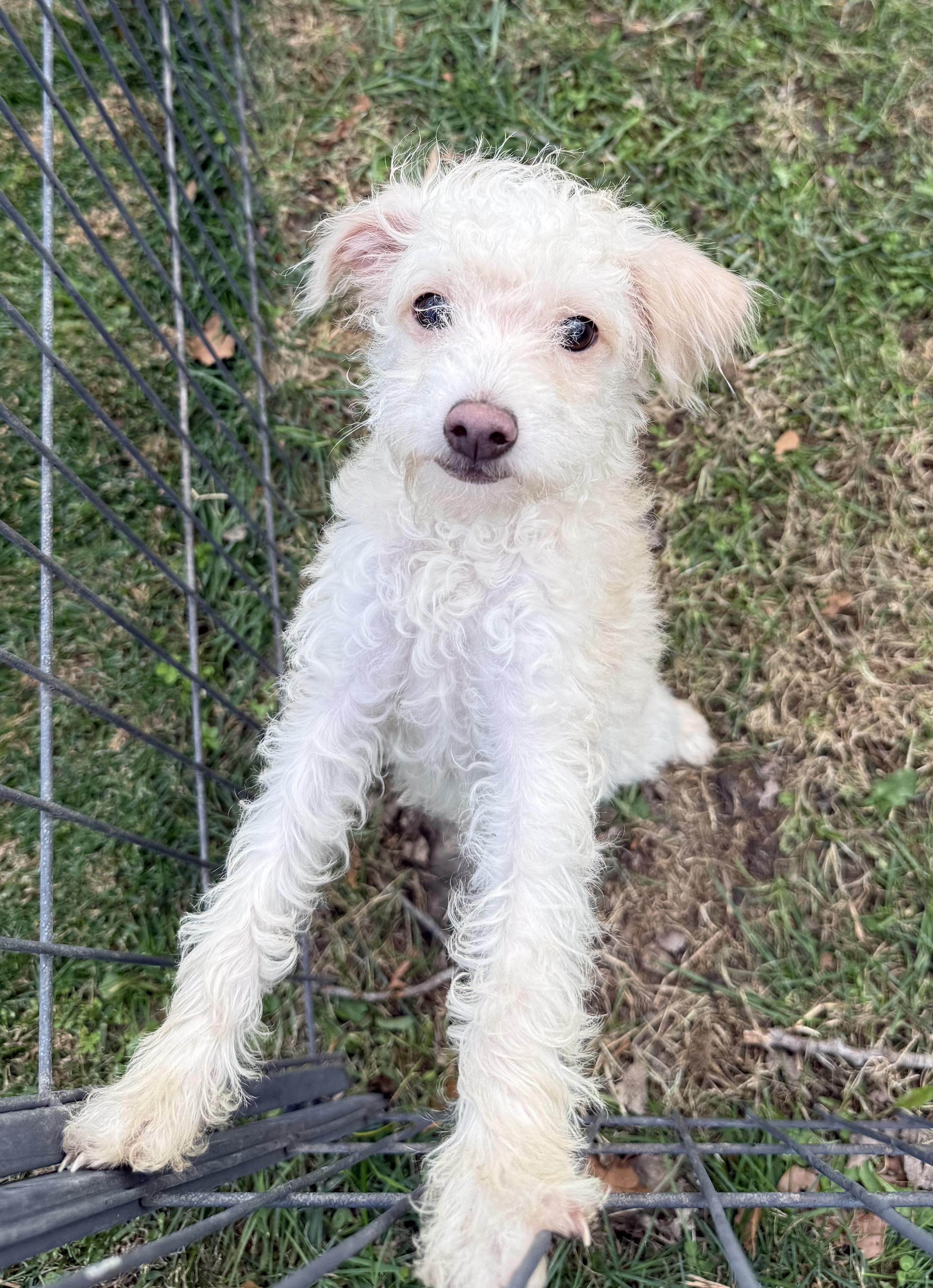 Enlarge CURLIE, a Adoptable mixed breed in Cincinnati, OH image 1/4