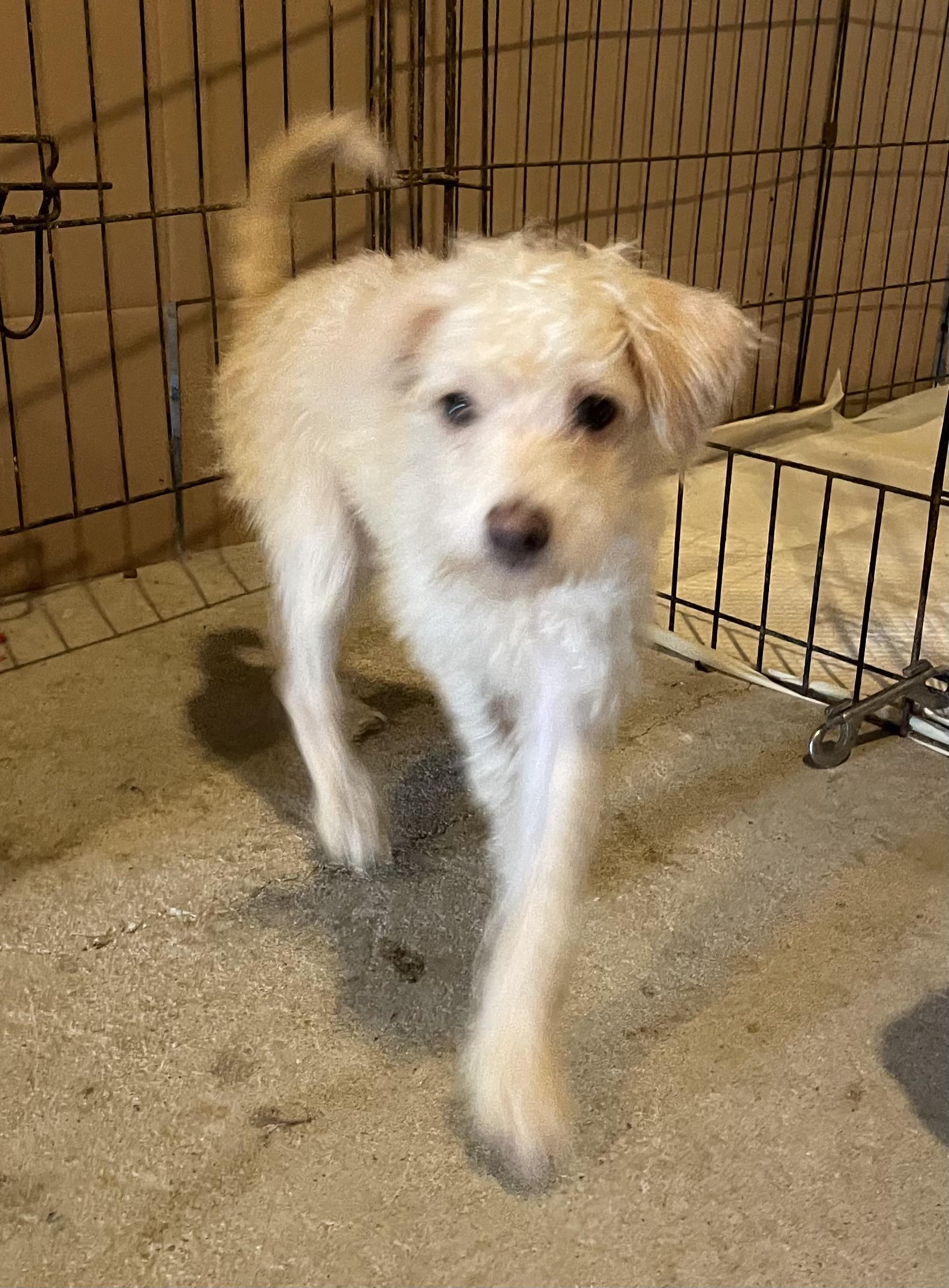 Enlarge CURLIE, a Adoptable mixed breed in Cincinnati, OH image 2/4