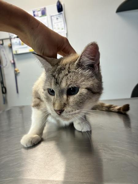 Rosie, Adoptable, Senior Female Domestic Short Hair.