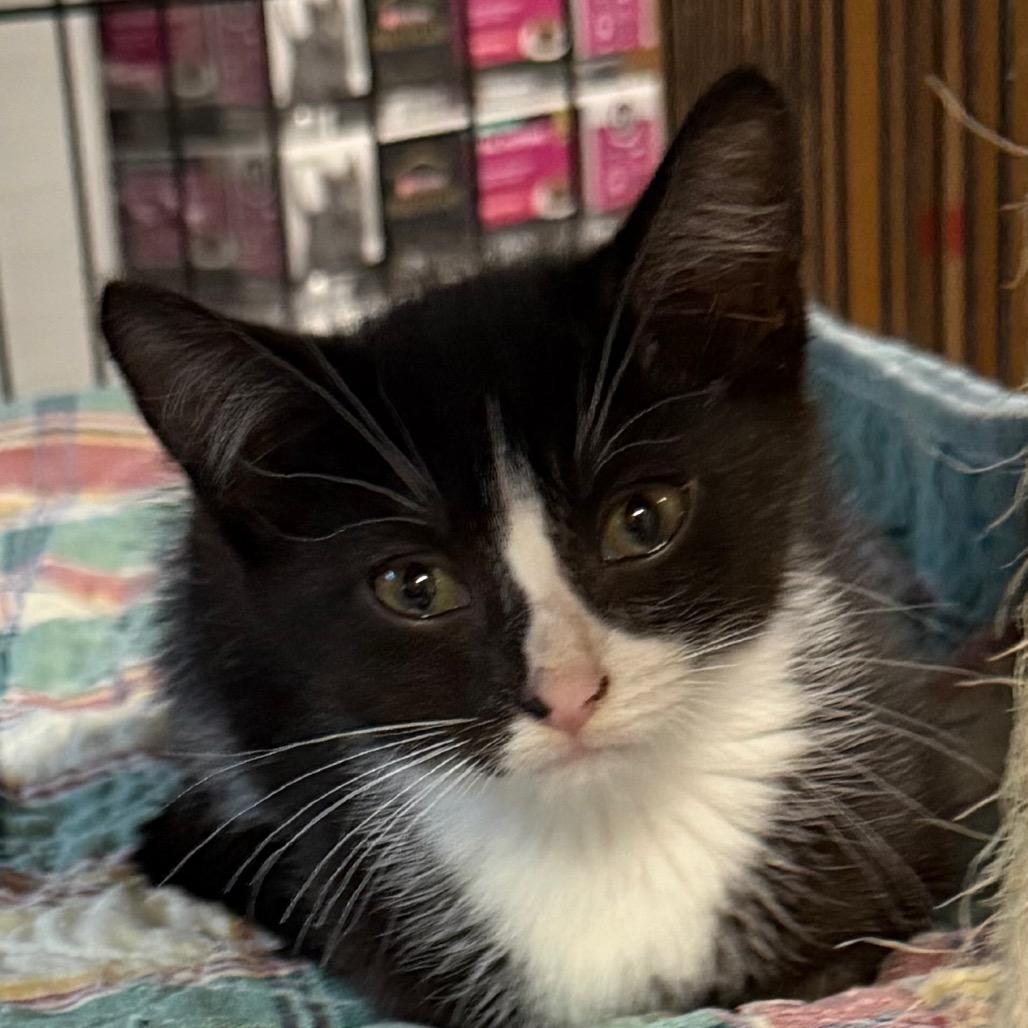 Faith, Adoptable, Kitten Female Domestic Long Hair.