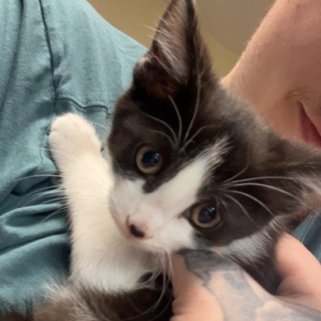 Faith, a Adoptable Domestic Long Hair in HERNANDO, MS image 2/2