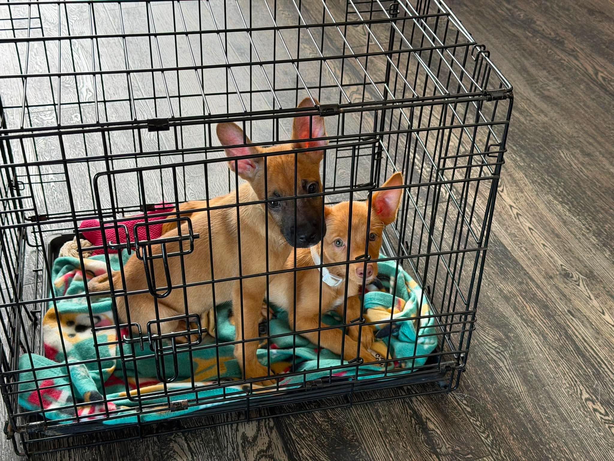 Enlarge Daphne, a Adoptable mixed breed in Roseburg, OR image 4/6