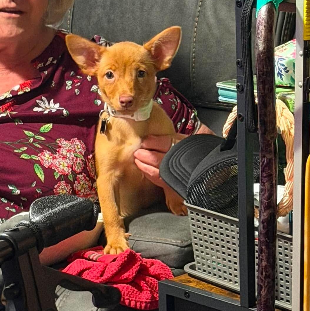 Enlarge Daphne, a Adoptable mixed breed in Roseburg, OR image 5/6