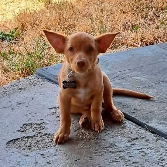 Enlarge Daphne, a Adoptable mixed breed in Roseburg, OR image 2/6