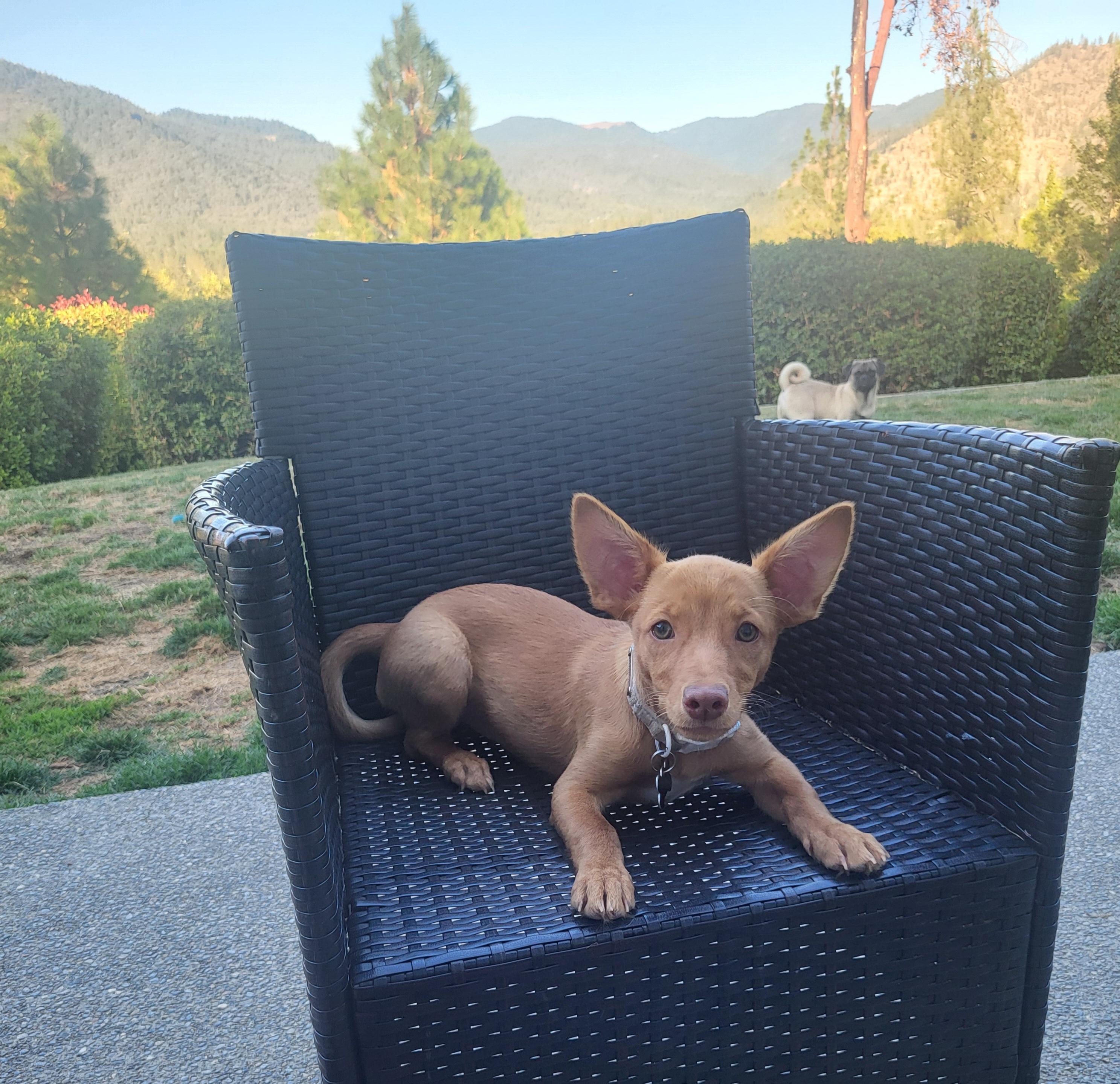 Daphne, Adoptable, Puppy Female French Bulldog & Chihuahua.