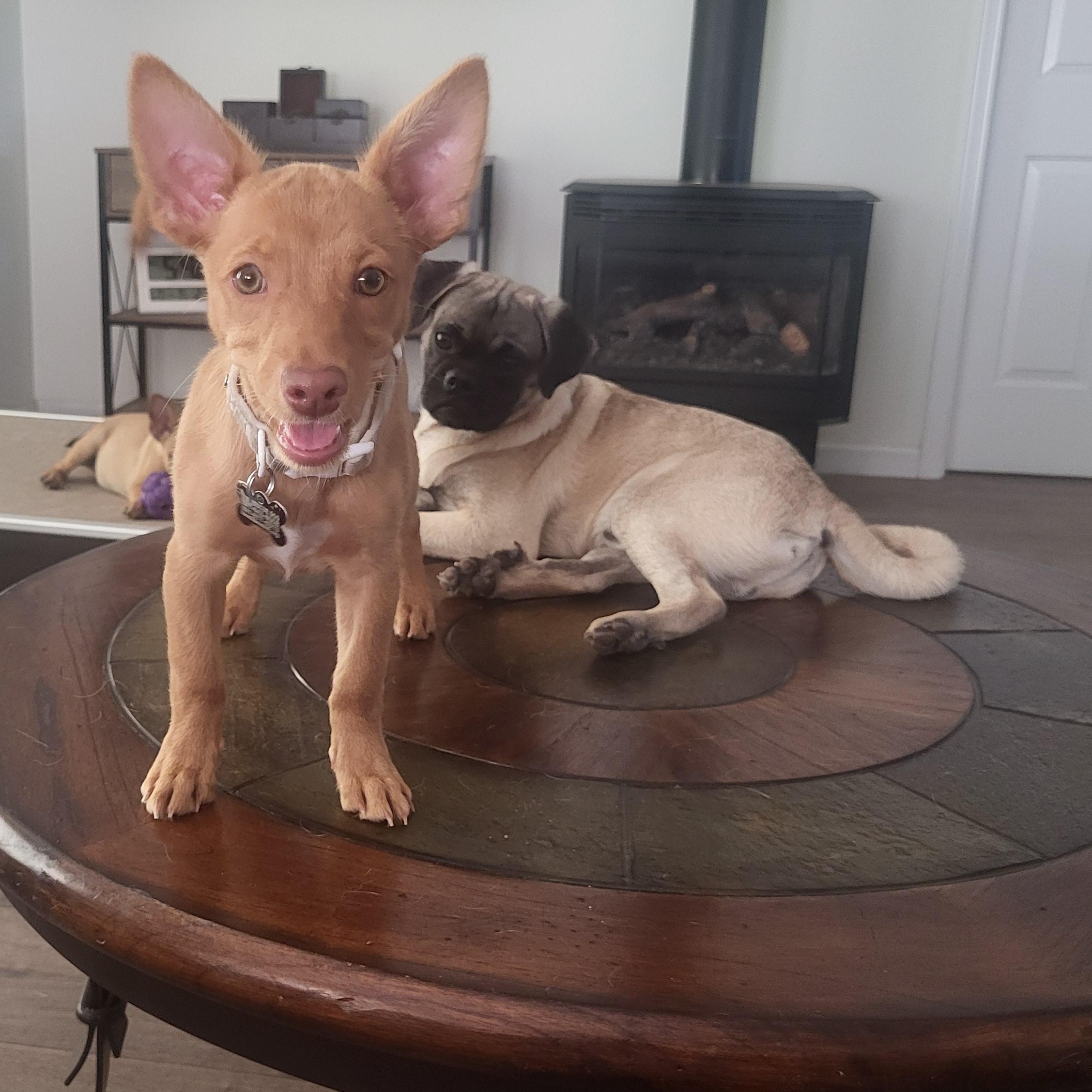 Enlarge Daphne, a Adopted mixed breed in Roseburg, OR image 2/6