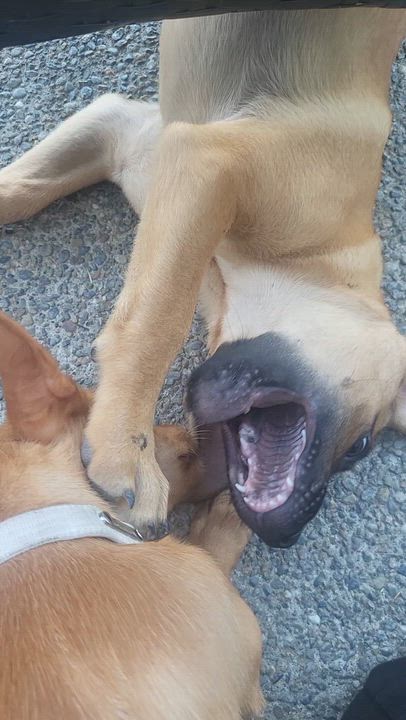 Enlarge Daphne, a Adopted mixed breed in Roseburg, OR video 6/6