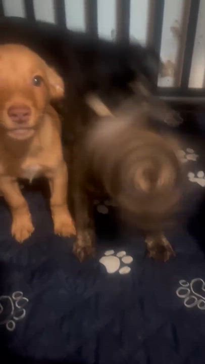 Enlarge Daphne, a Adoptable mixed breed in Roseburg, OR video 6/6