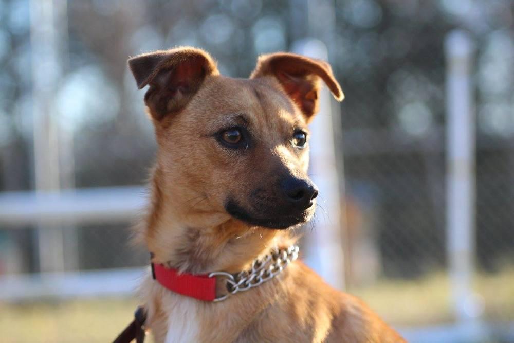 Pumba, a Adopted mixed breed in Barnesville, GA image 1/6