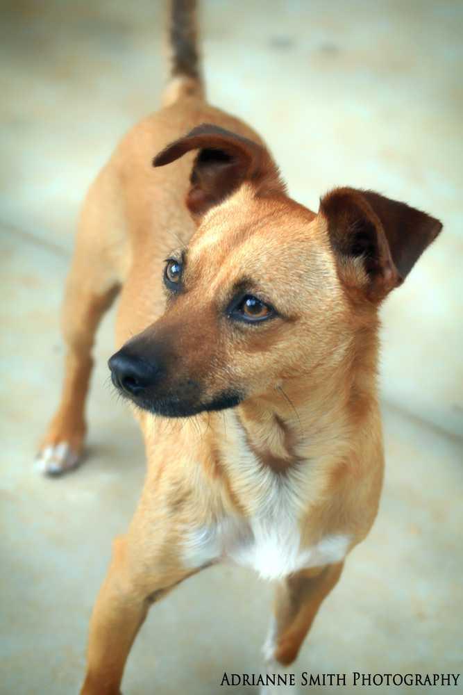 Pumba, a Adopted mixed breed in Barnesville, GA image 2/6