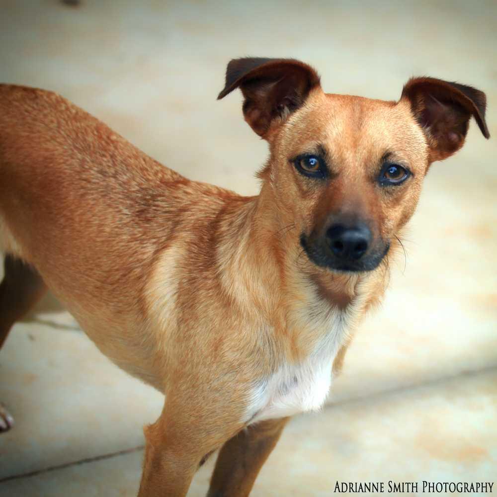 Pumba, a Adopted mixed breed in Barnesville, GA image 4/6